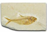 Bargain, Fossil Fish (Diplomystus) - Wyoming #345466-1